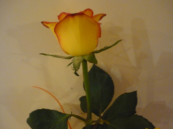 P1010282 trandafir; 8. 03.2010
