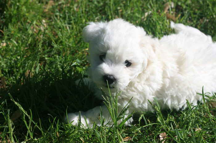 Catei Bichon-Bolognese de vanzare