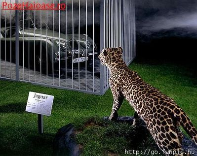 normal_reclama_super_la_Jaguar_ - poze haioase