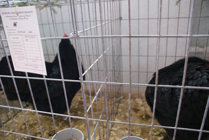 DSC02701 - Expozitie Brasov - 2010