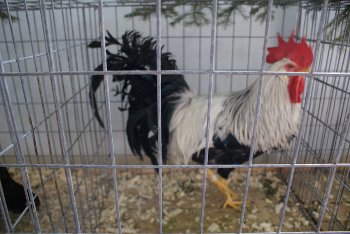 DSC02702 - Expozitie Brasov - 2010