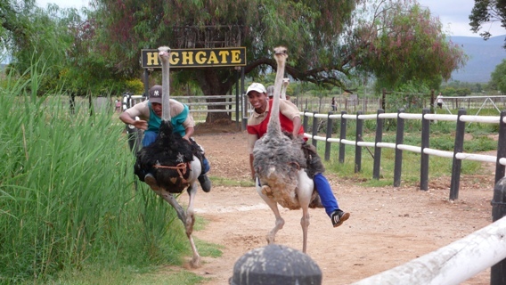 concurs; concurs de struti!! in australia
