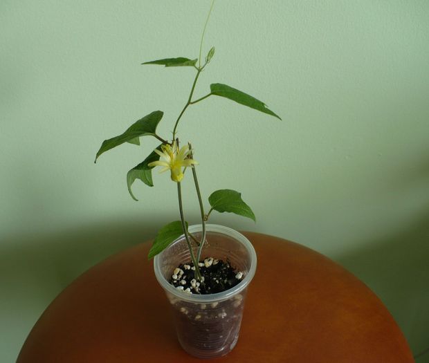 10 martie - Passiflora 2010