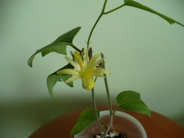 P1220479 - Passiflora 2010