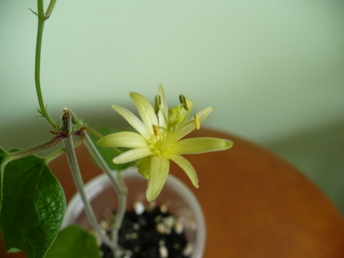 floare citrina - Passiflora 2010