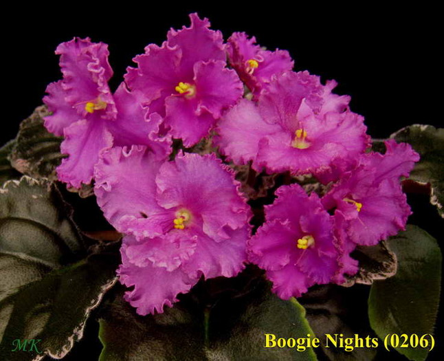 Boogie Nights - Violete africane 2010