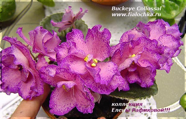 Buckeye Collossal - Violete africane 2010