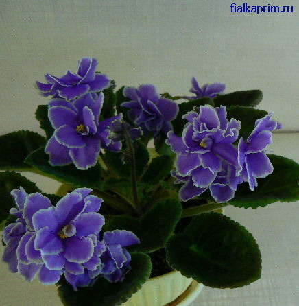 Carribean Blue - Violete africane 2010