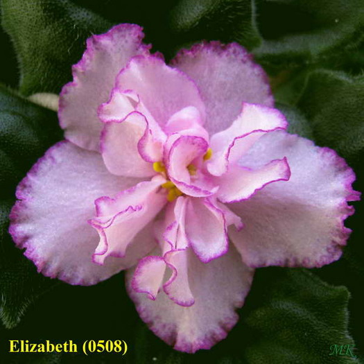 Elizabeth - Violete africane 2010