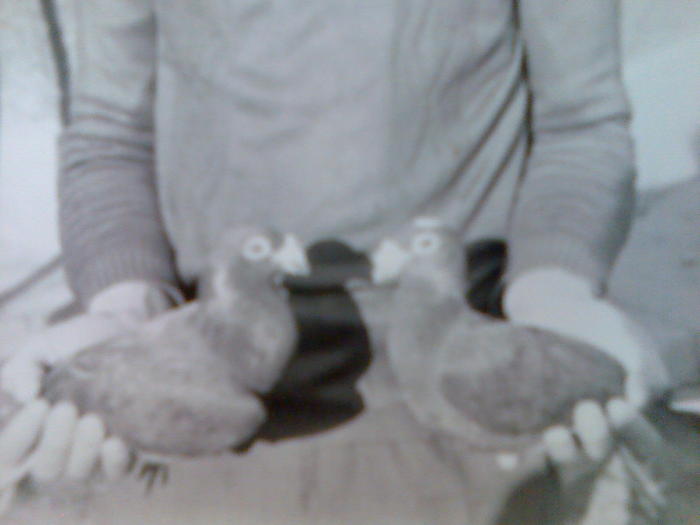 porumbeii mei din anii 1987; o pereche de porumbei voiajori de stil vechi
M-negru
F-negru cu cap alb si sfichiuri albe
