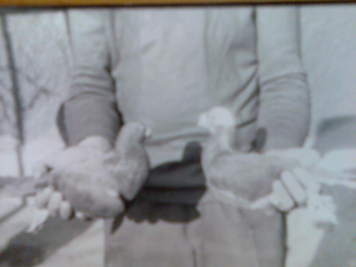 pereche de voiajori de stil vechi - porumbeii mei-1987