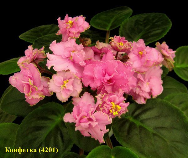 Konfetka(RU)(Makuni) / Sweety