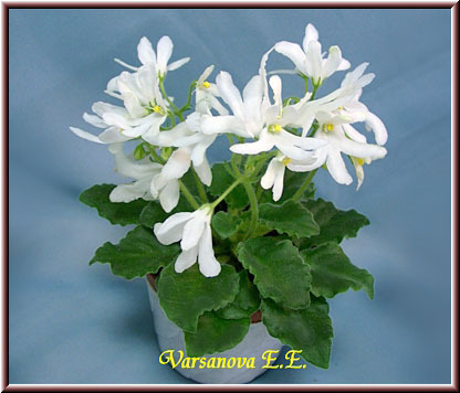 lunar_lily1
