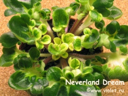 Neverland Dreams ( Senk's )