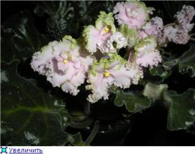 Pink Lady