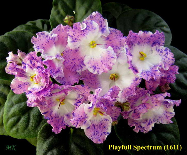 Playfull Spectrum - Violete africane 2010