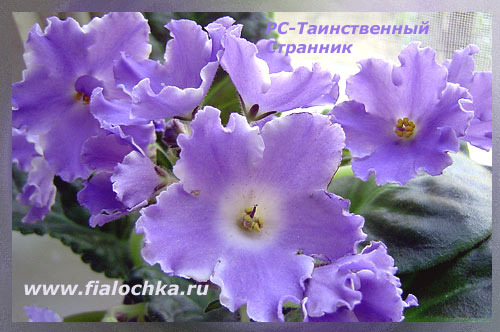 RS-Mysteriouds Stranger  RU- RS-Tainstvenyj Stranik RU - Violete africane 2010
