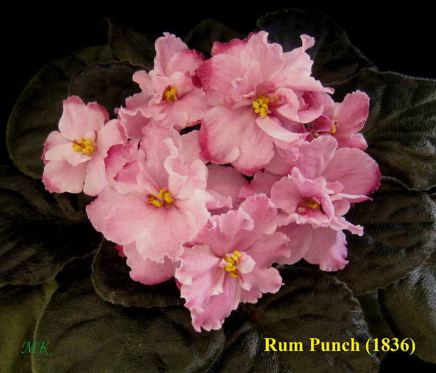 Rum Punch - Violete africane 2010