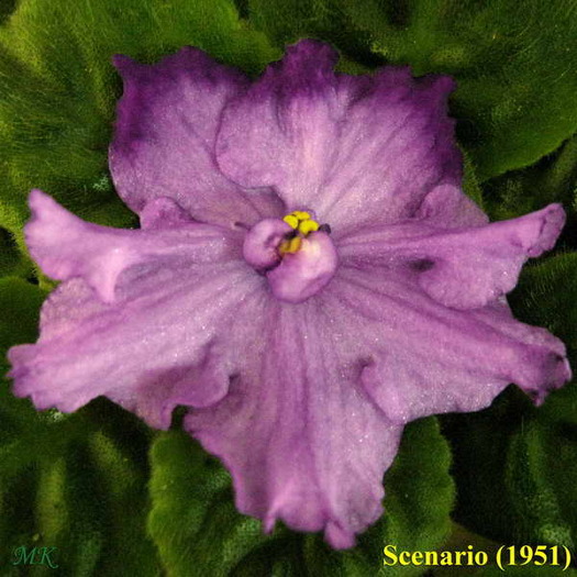 Scenario
