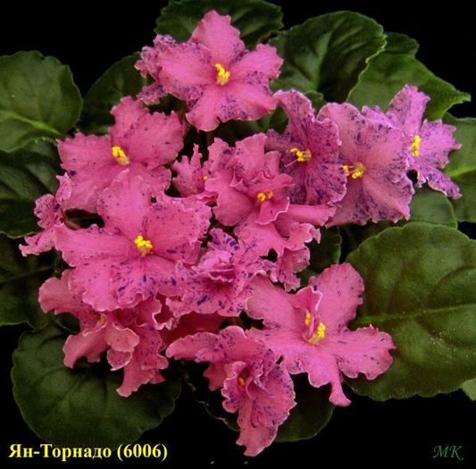 Yan Tornado RU (Puminova)