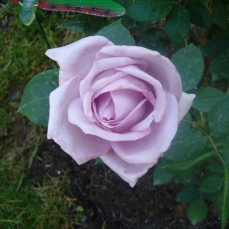 Trandafir lila; Frumos,nu?:X
