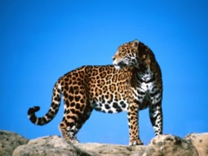 j - 000 leoparzi 000