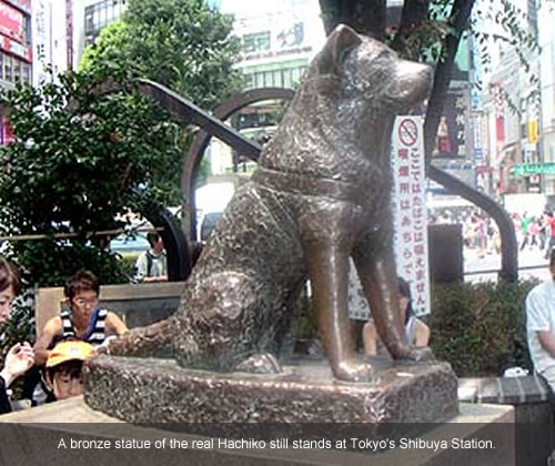 Hachi statuie - HachiADogStory