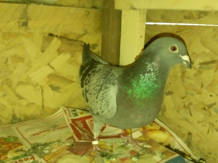 ciocanita oki sticla