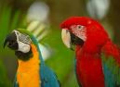 cgcf - poze papagali