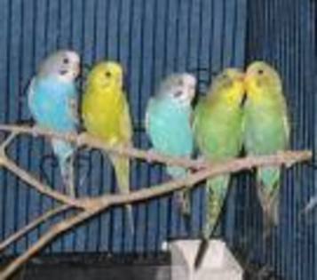hgg - poze papagali