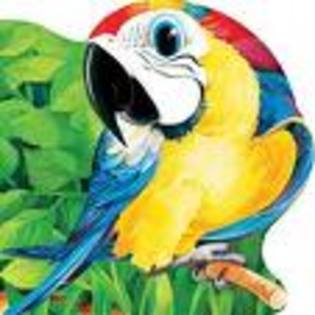 tryrtr - poze papagali