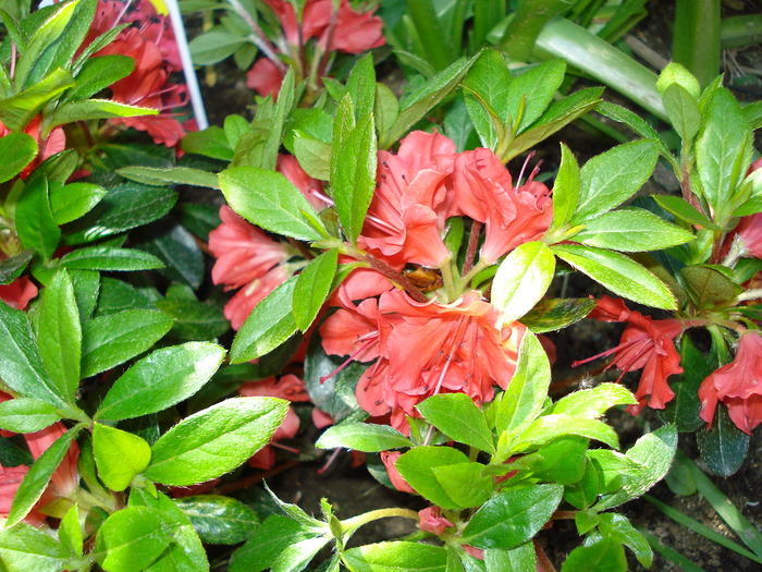 Rhododendron Azaleea Japonica