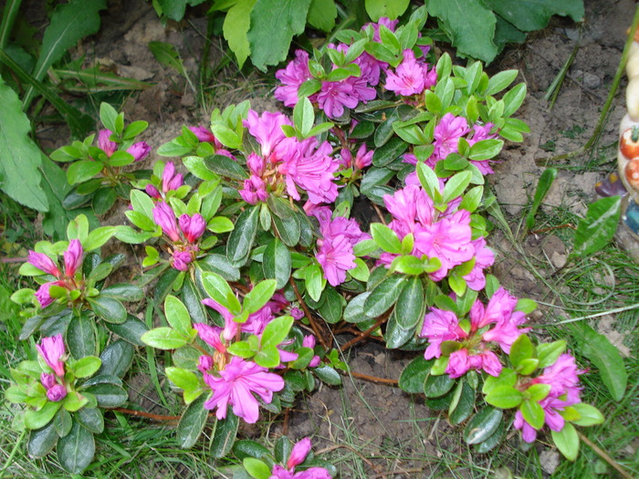 Rhododendron Azaleea Japonica