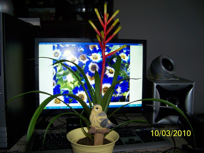 000_0024 - Vriesea