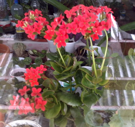 09032010859 - kalanchoe