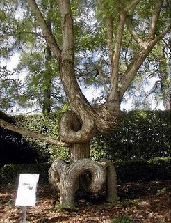 copac "ondulat"
