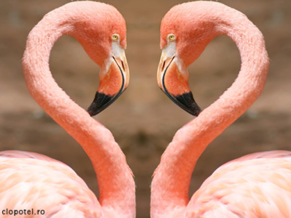 flamingo roz