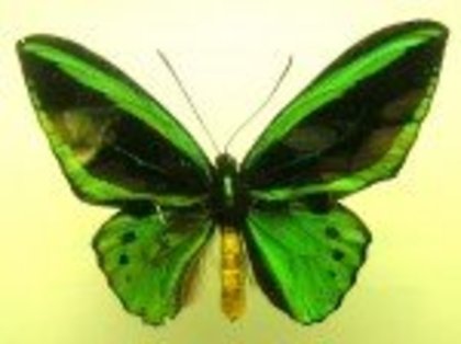 fluture verde
