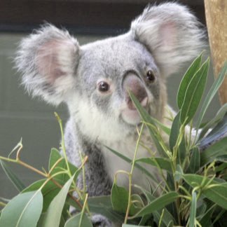 koala02 - PENTRU MY BFF CORA