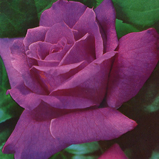 trandafir mov - PENTRU MY BFF CORA