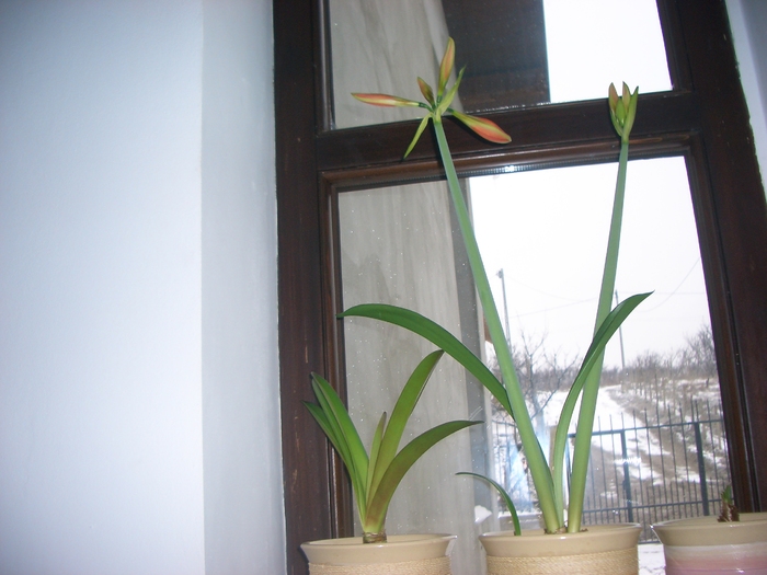 hippeastrum [10 martie 2010]