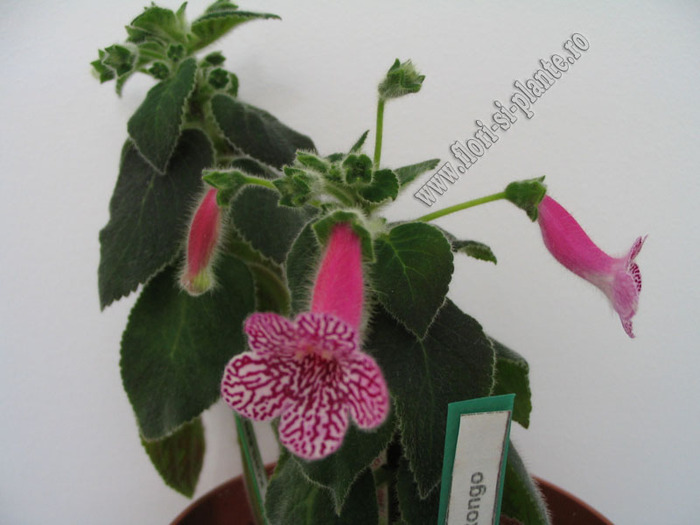 Kohleria Rongo 8