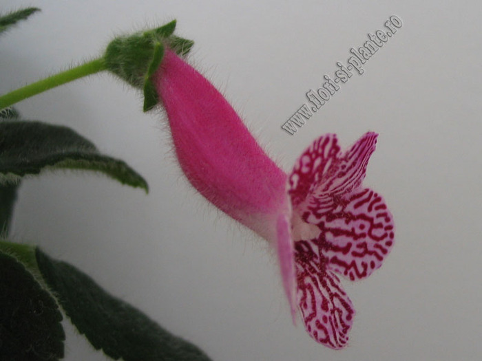 Kohleria Rongo 9