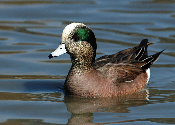 FLUIERATOARE AMERICANA