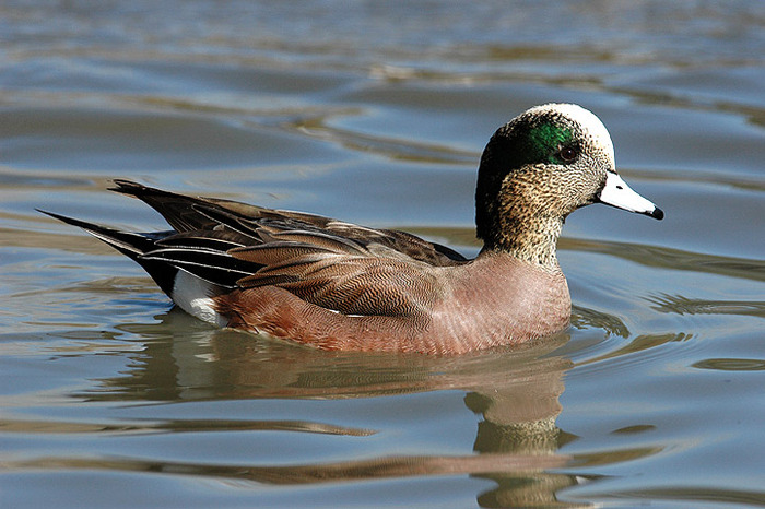 FLUIERATOARE AMERICANA