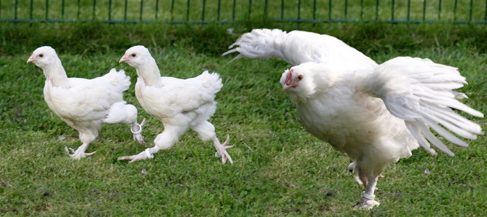 gaini faverolles - 3caut sa cumpar- pentru altii