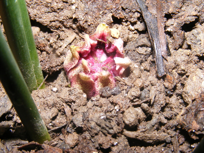  - floare de aspidistra