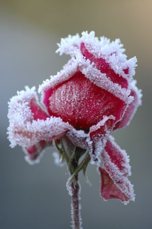avatar-de-iarna_trandafir-inghetat - Poze frumoase