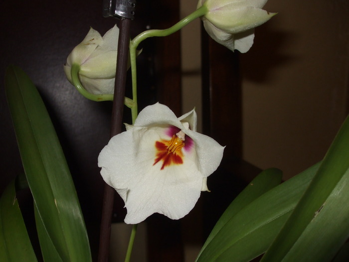 019 - orhidee 2010