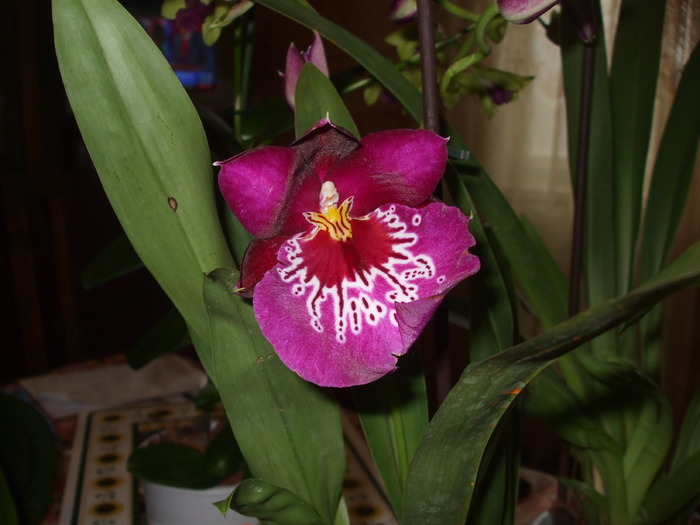 044 - orhidee 2010